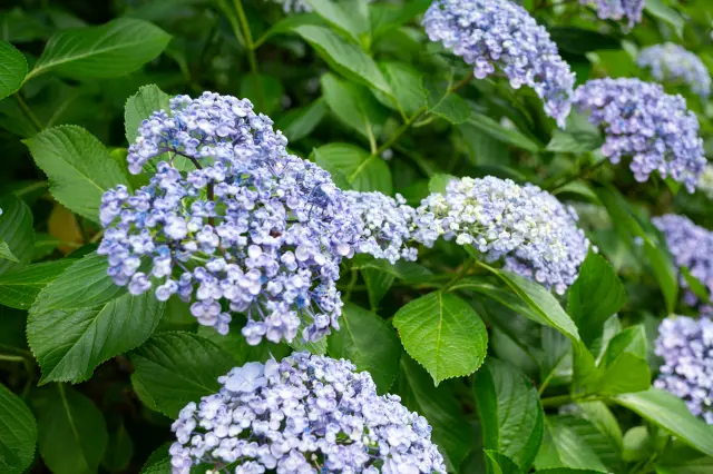 Light purple Western hydrangeas