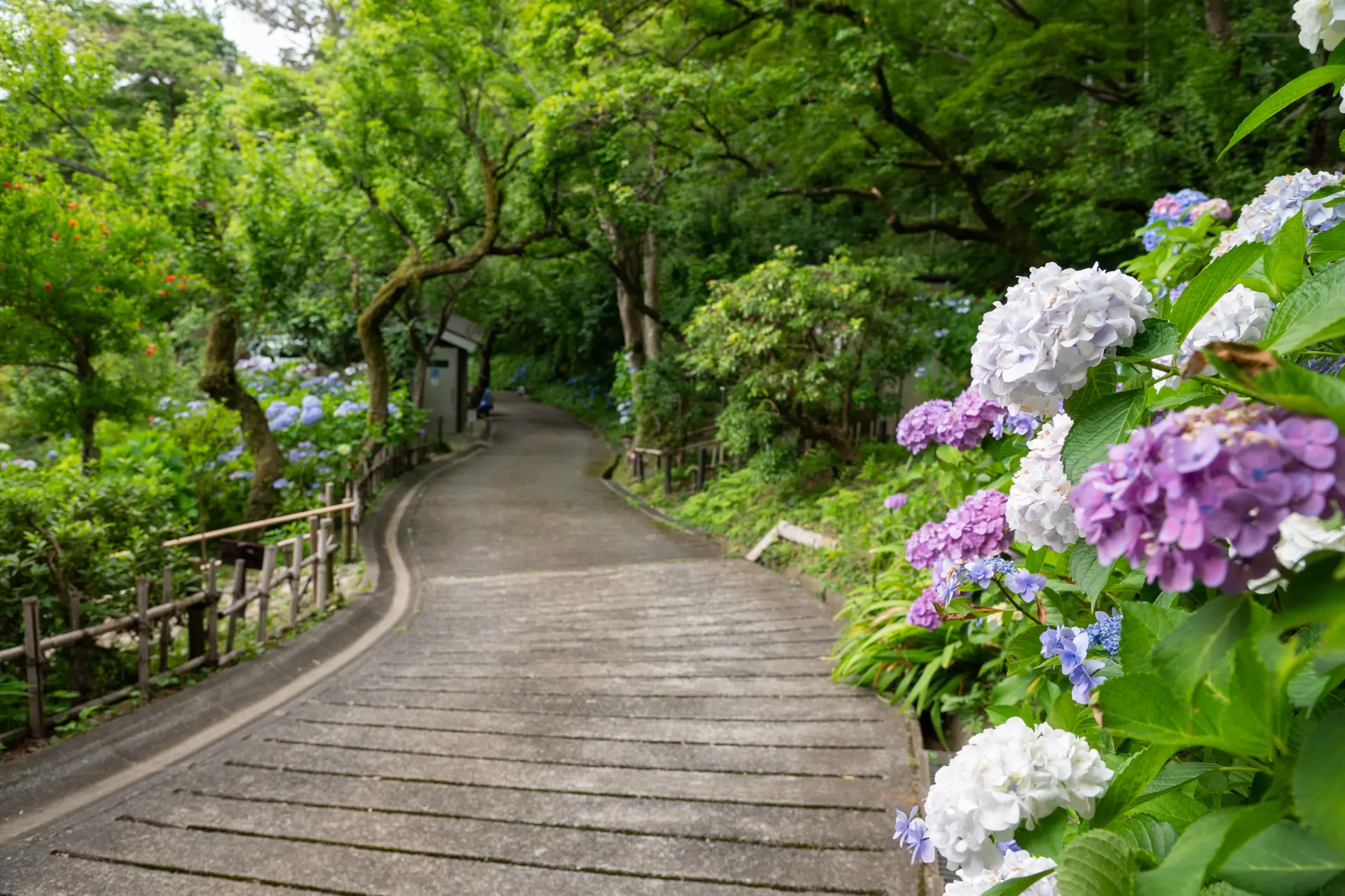 通路の脇に咲く色とりどりのアジサイ