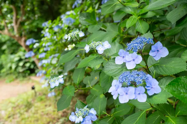 Fully bloomed lacecap hydrangeas welcoming visitors
