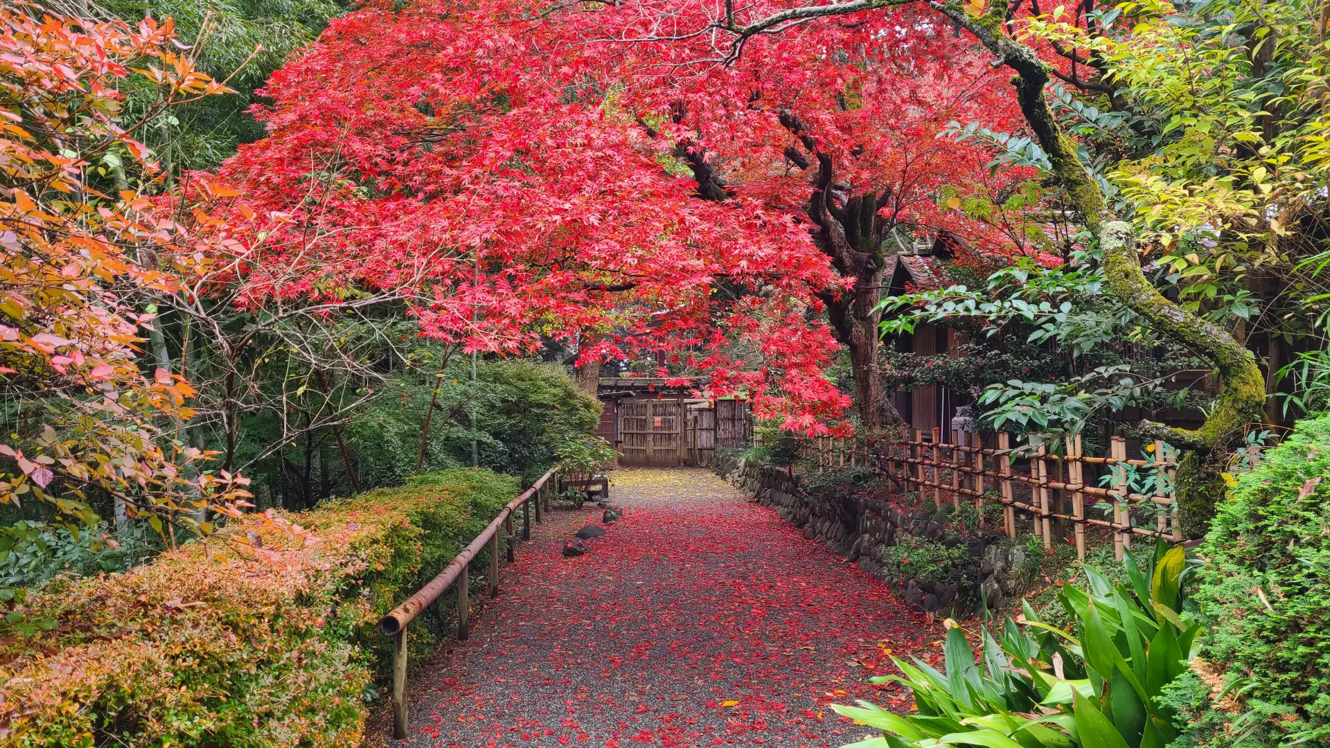 紅葉に染まる景色は圧巻