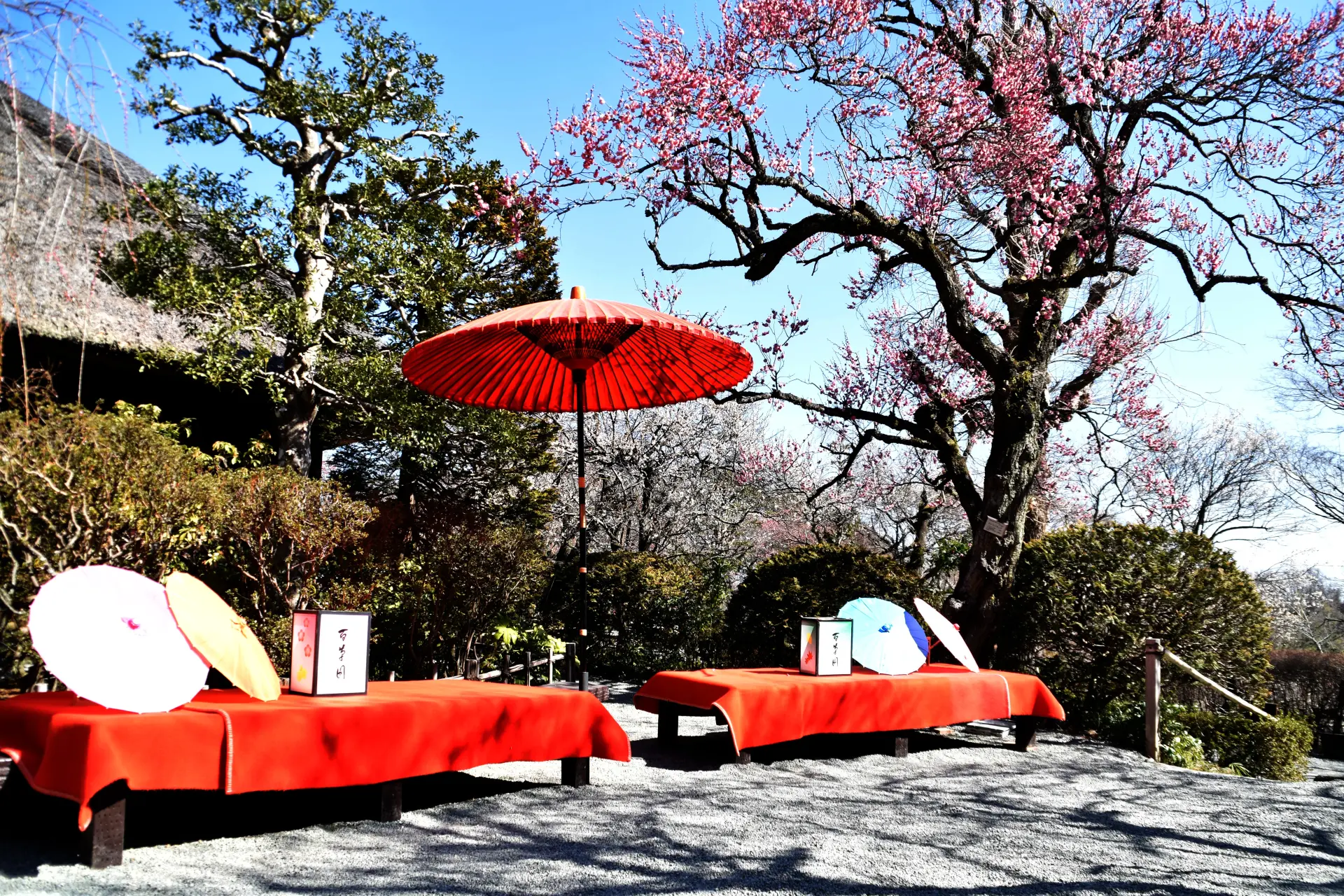 「京王百草園」を象徴する梅の花
