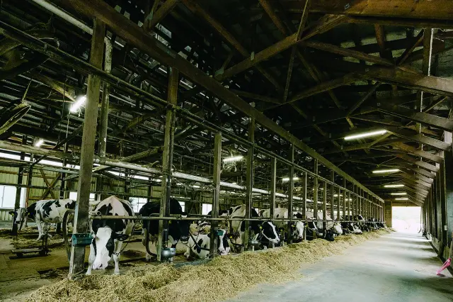 Dairy farms across Japan are all committed to safety and reliability.