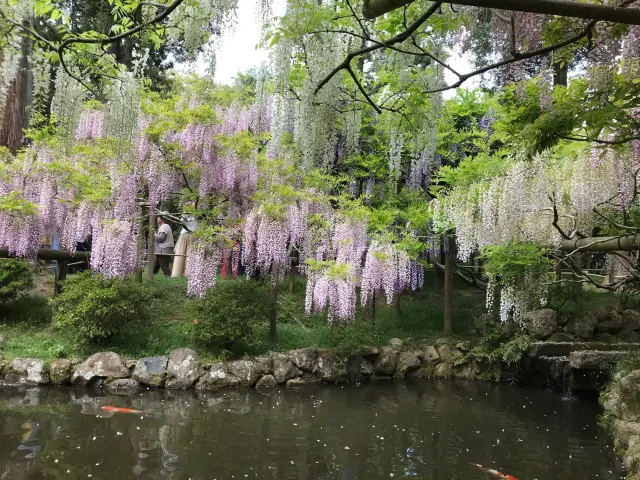 万葉集の地 古都奈良にある、万葉集に詠まれた植物を植栽展示する日本最古の萬葉植物園