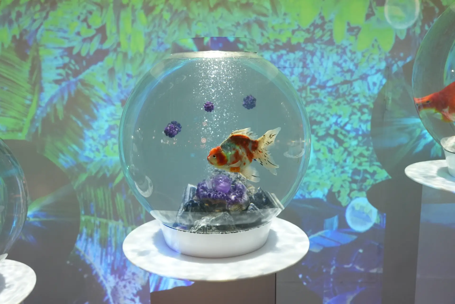 五感を刺激する金魚＋コンセプトアートの新感覚ミュージアム