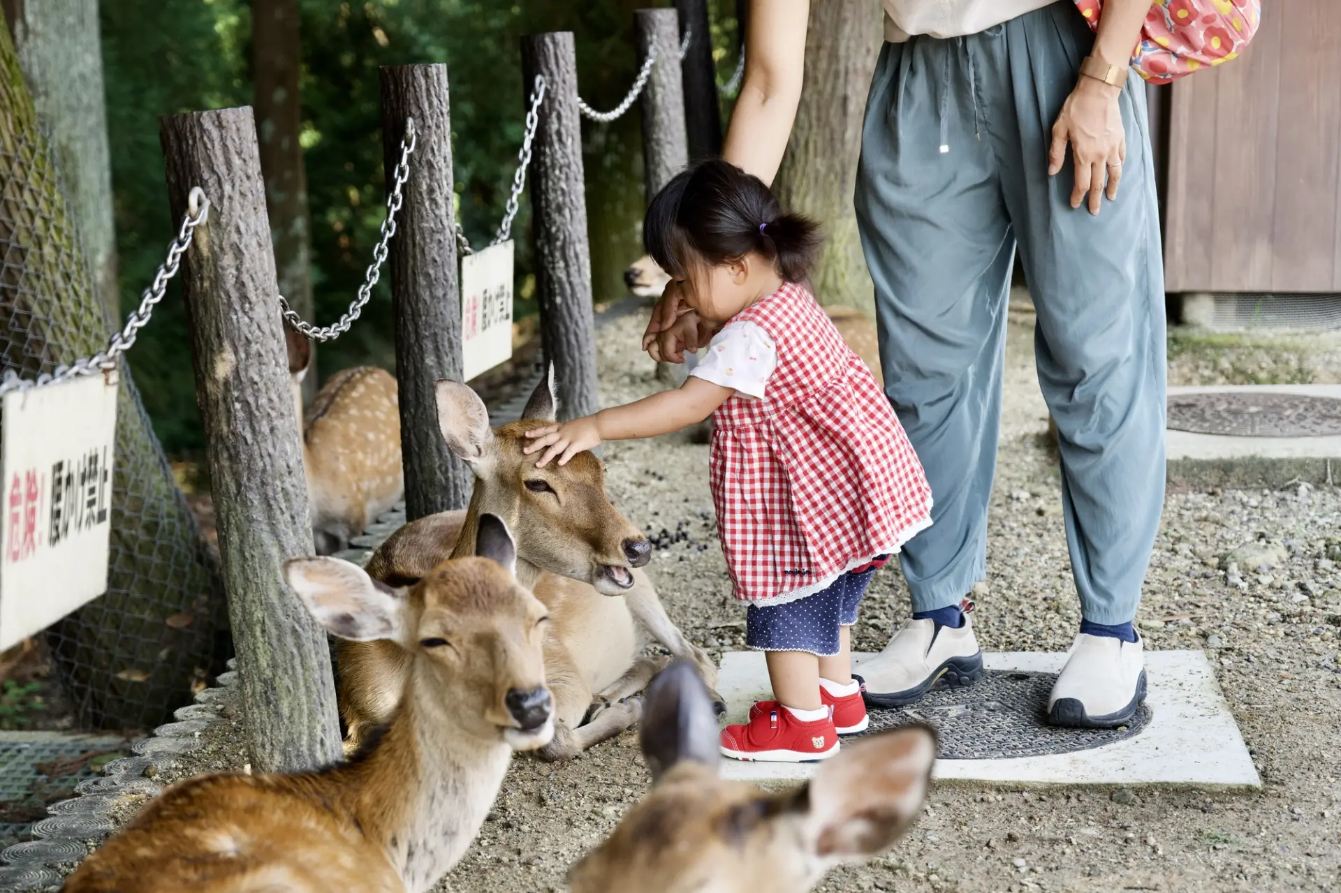 子供がシカに近づく際は必ず大人も一緒についていこう