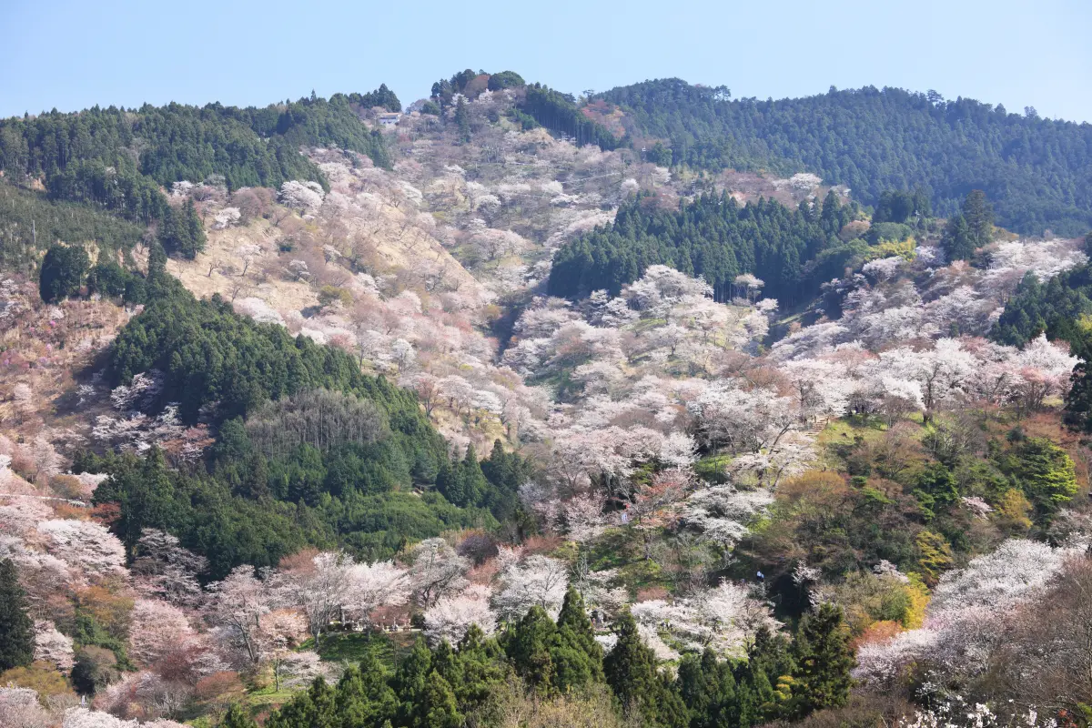 日本一の桜の名所