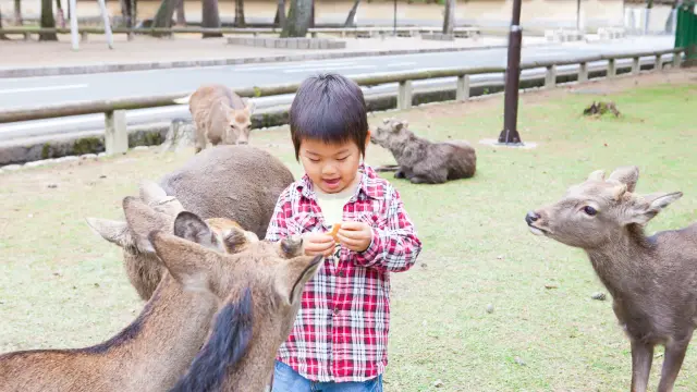 古都の歴史と自然美に触れる旅へ！奈良の親子旅行にお勧めの観光スポット15選