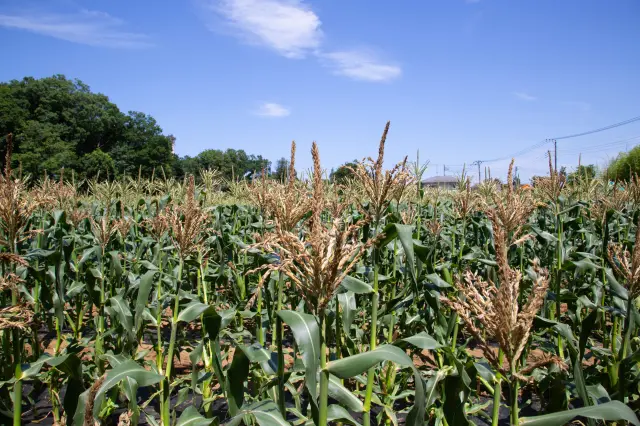 At elementary schools in Tachikawa, freshly harvested corn is served in school lunches.