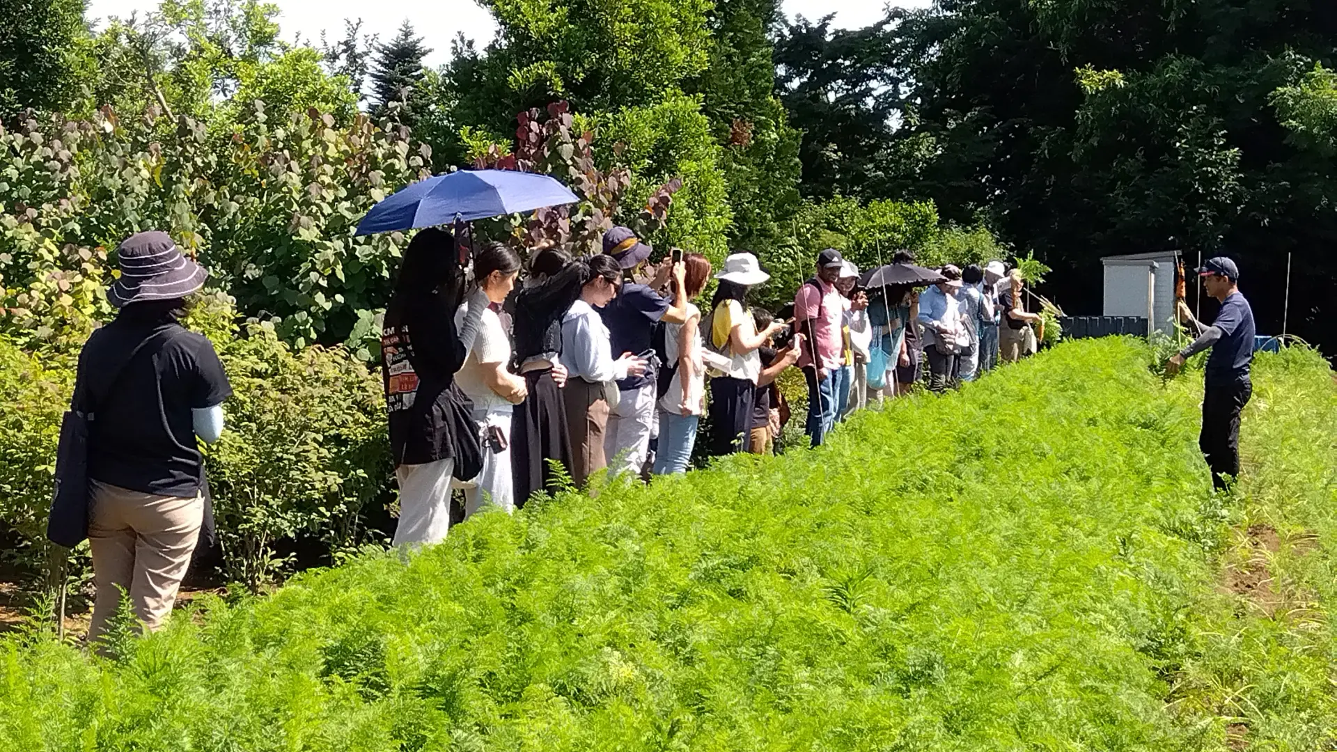 綠葉繁茂的胡蘿蔔田
