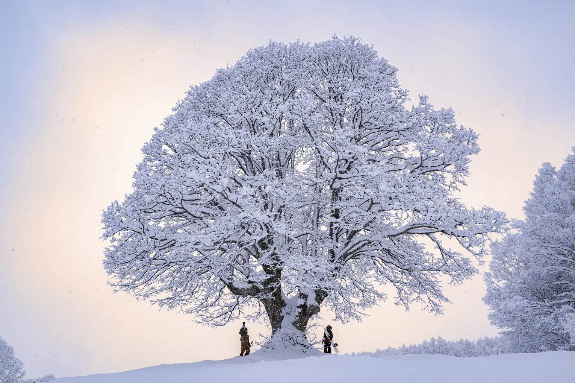 雪道途中的神木「信浓之木」是热门拍照景点