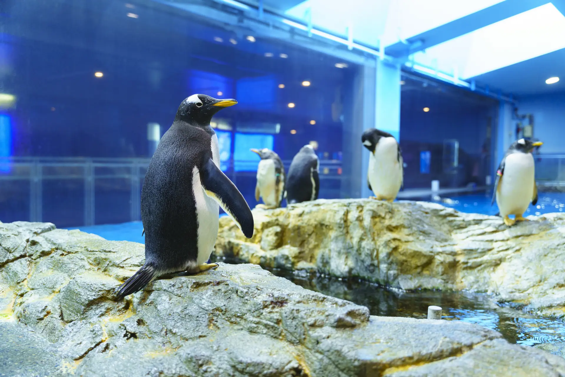 泳ぐ! 歩く! 9種180羽のペンギンが大集合する水族館