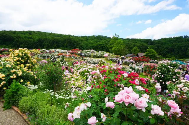 バラをはじめ美しい季節の花と夏・冬のレジャーが充実した国営公園