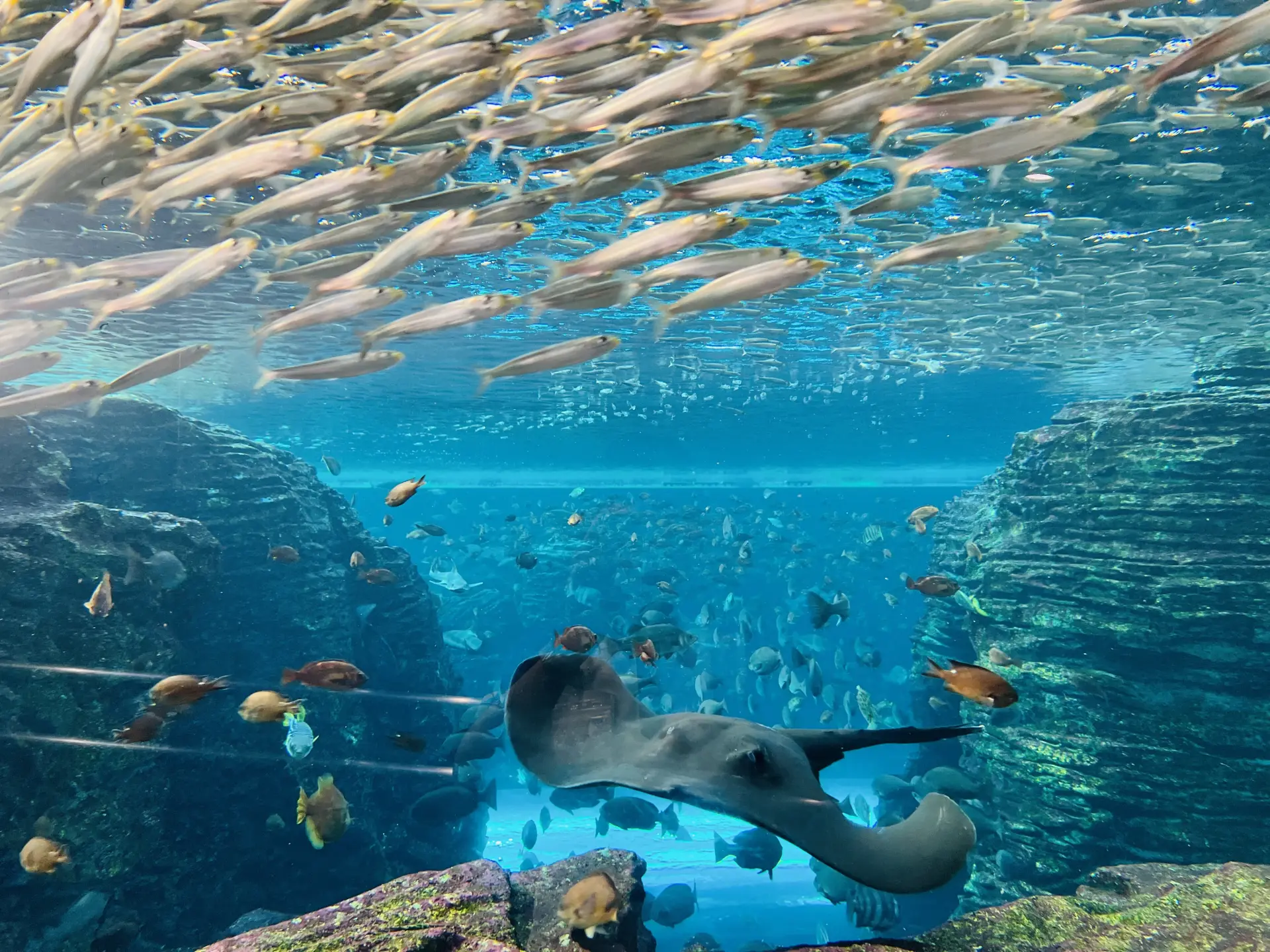 日本海にくらす生きものを、間近に見ることができる水族館