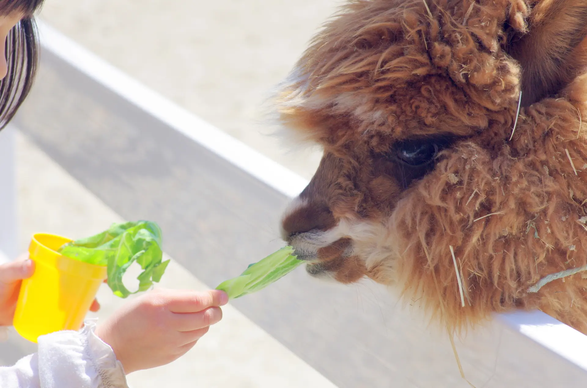 アルパカをはじめとする多彩な動物と触れ合える遊園地(※写真はイメージです。)