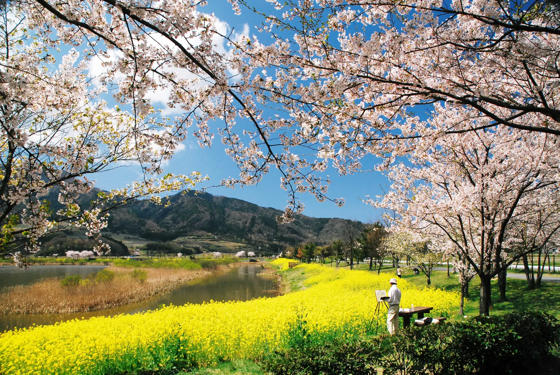 春は桜と菜の花、秋はコスモスとわらアート!四季折々の花と水辺の絶景が楽しめる公園