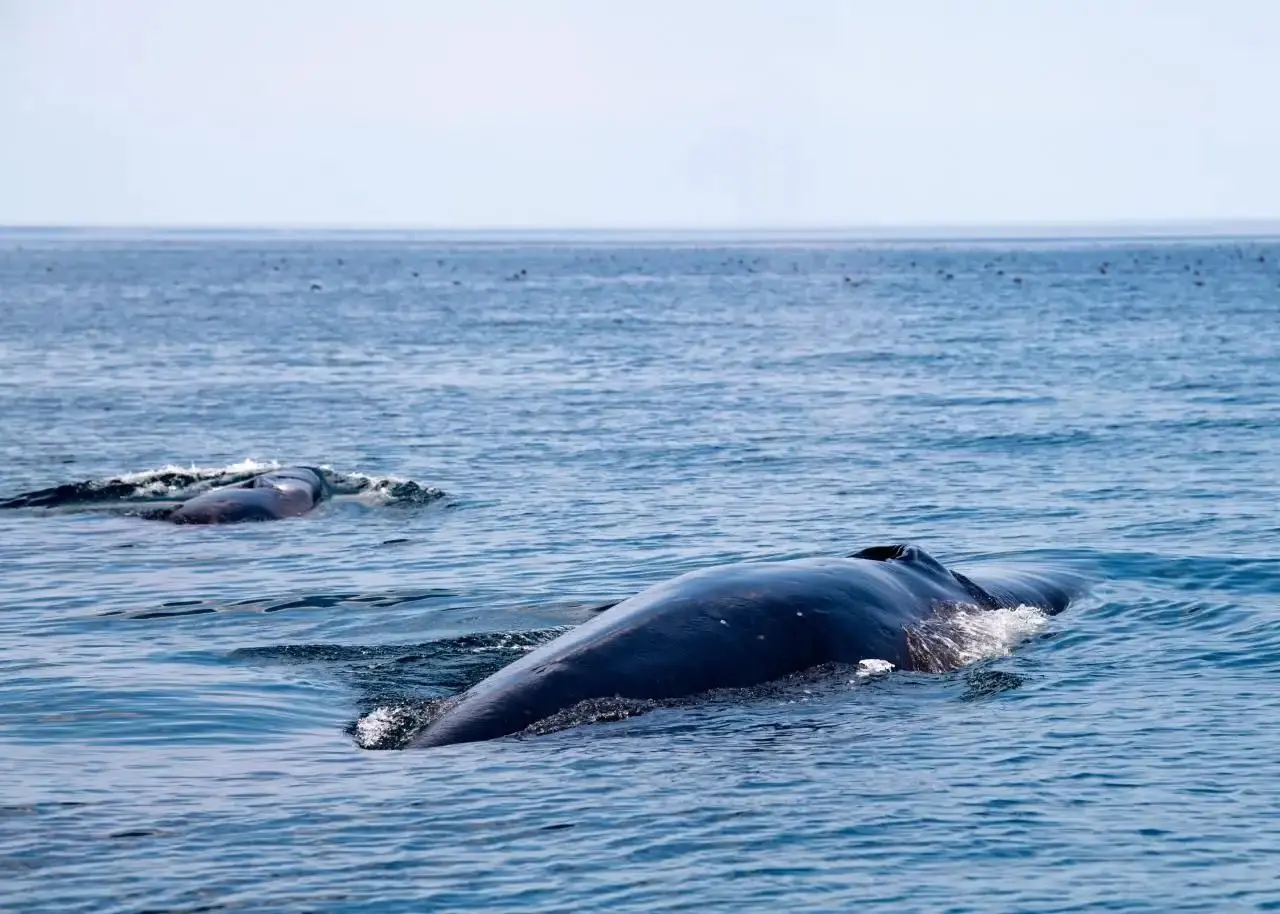 Unforgettable Sights! The 25-Meter-Long Fin Whale