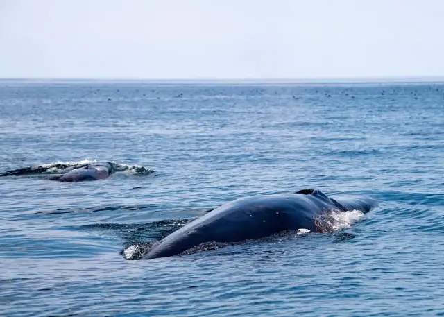 身长约25米的长须鲸令人惊叹