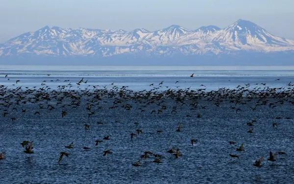 水薙鸟群振翅高飞的场面超壮观