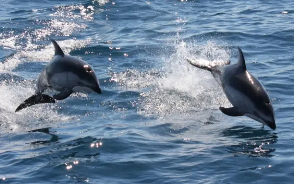 You might even come across dolphins swimming alongside the boat.
