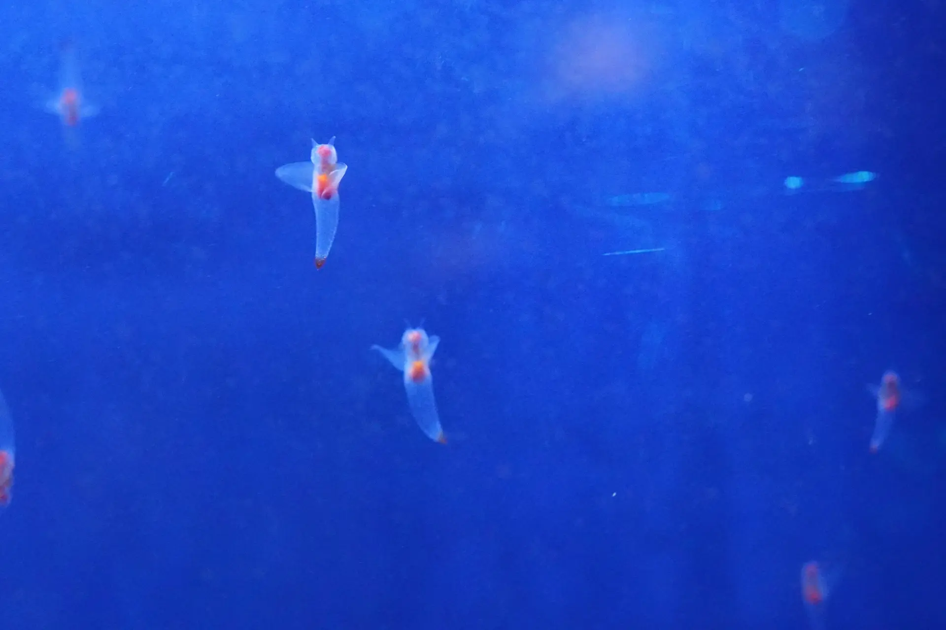 Soothe your mind in the easy bob of sea angels (cliones) swimming.