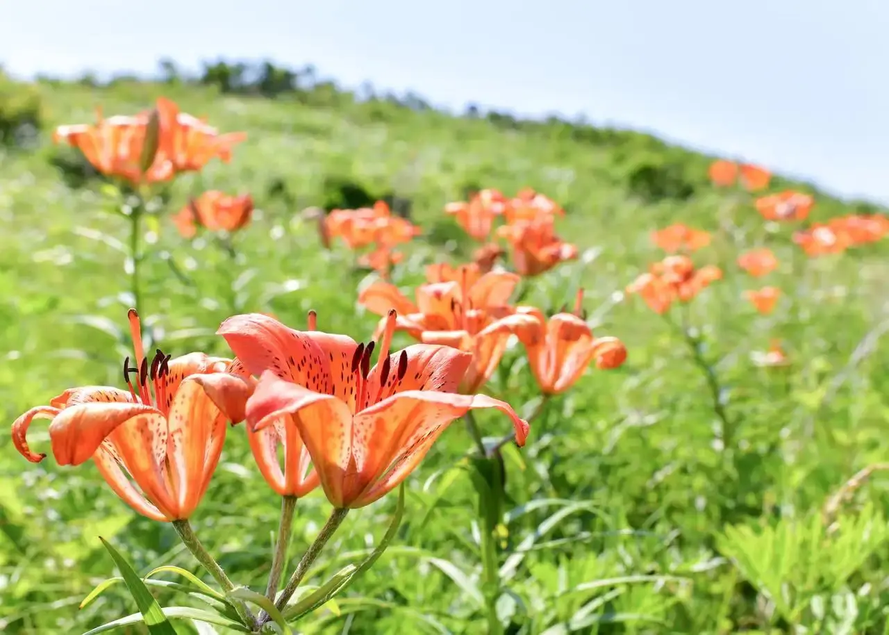From mid-June to mid-July, you can enjoy Ezo-sukashiyuri (orange lilies) in full bloom.