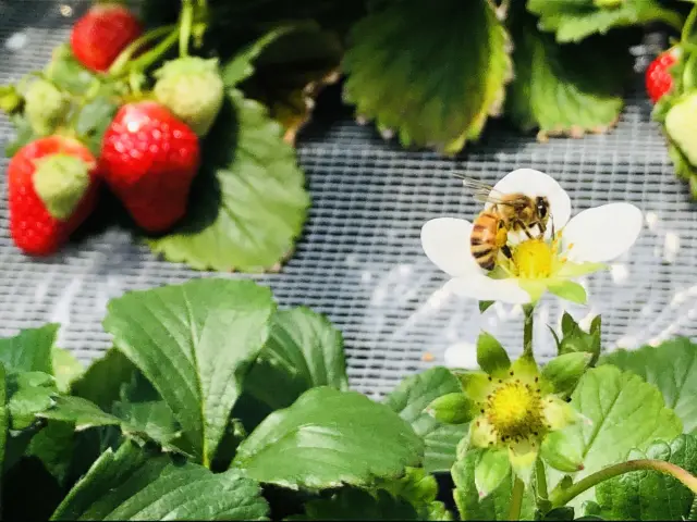 ミツバチと自然の深いつながりについて学んでみよう