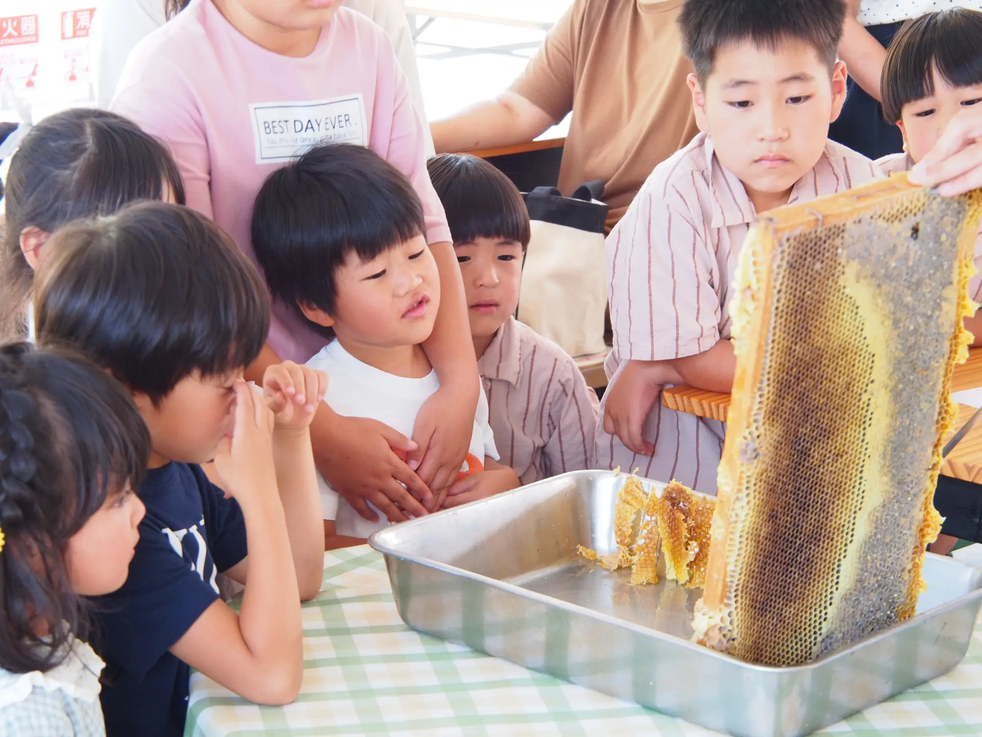 仔細觀看平常難得一見的蜂巢箱內部