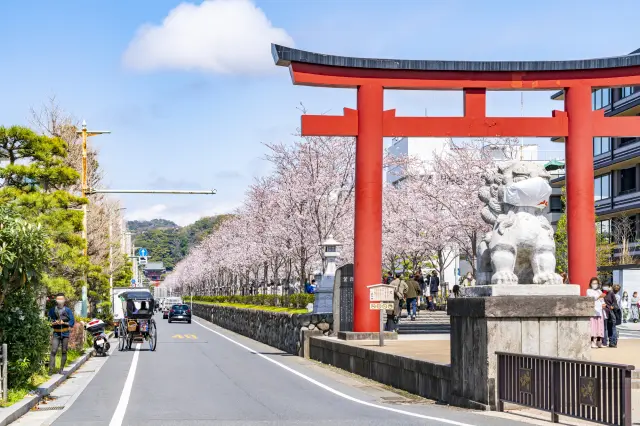 春には桜の街路樹が参道を彩る
