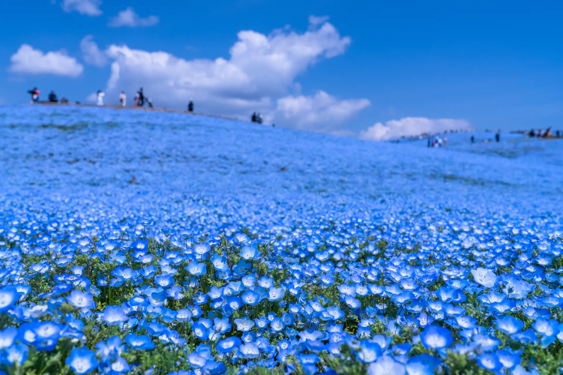 四季折々の花や、遊園地のアトラクションも楽しめる公園