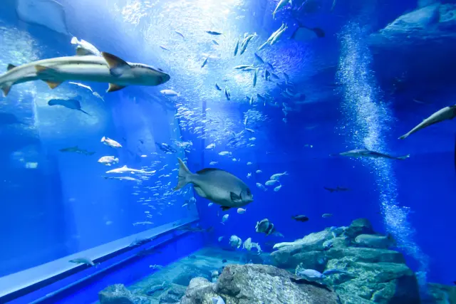 飼養鯊魚種類數量為全日本第一！在八大主題區內可邂逅約580種水中生物的日本頂級水族館