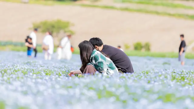 【茨城約會景點11選】從東京出發的浪漫一日遊！適合情侶約會的浪漫景點都在這了〜