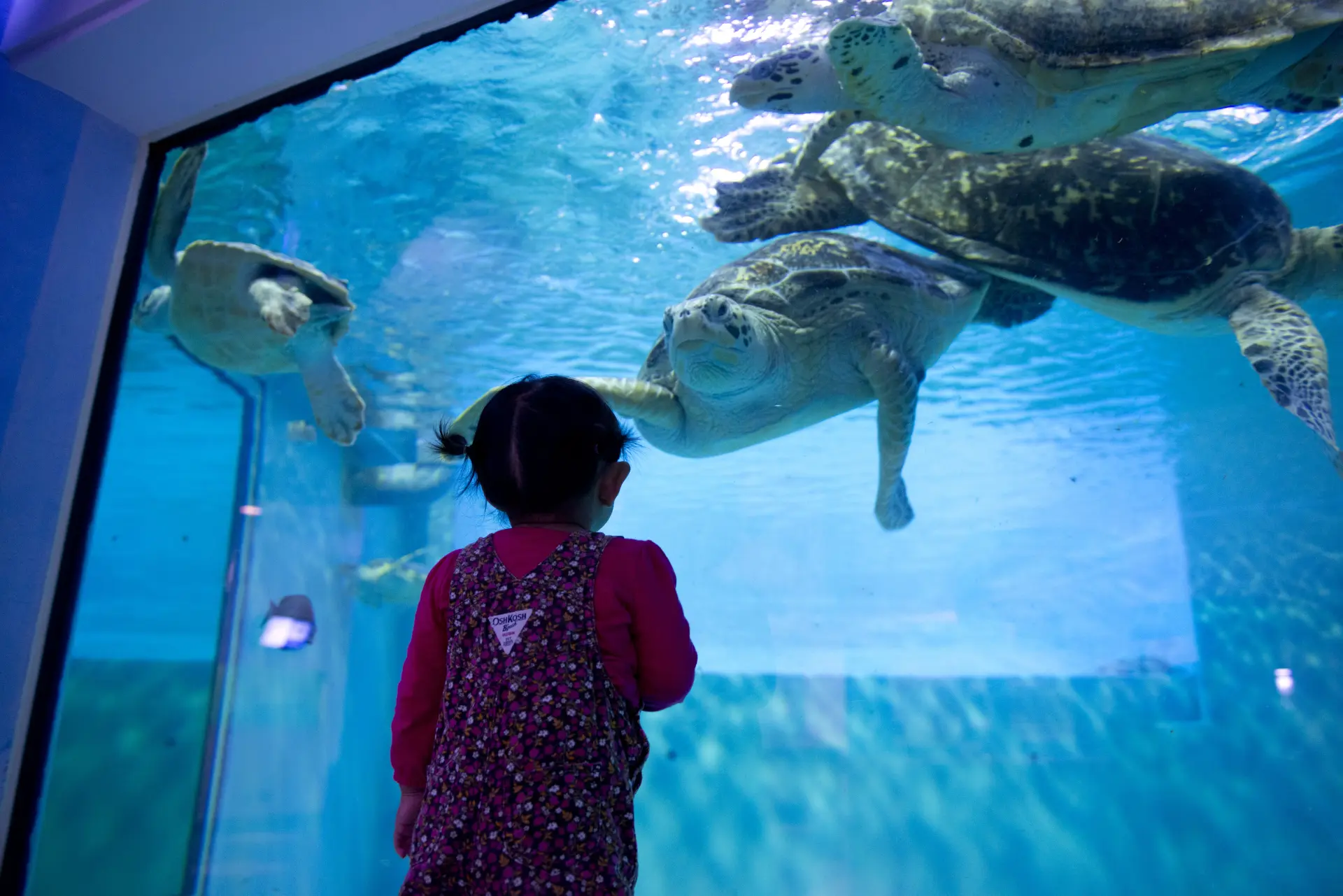 能愉快地了解海龟生态的设施