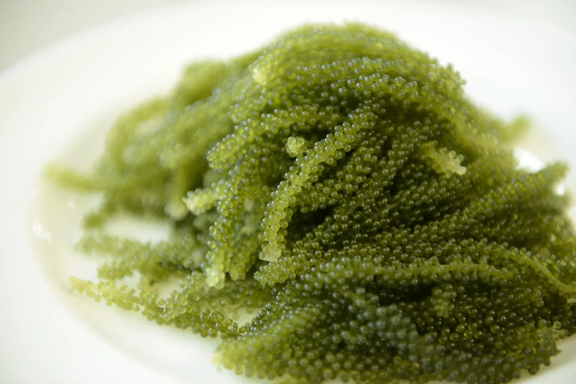 海葡萄含有维生素、矿物质等丰富营养