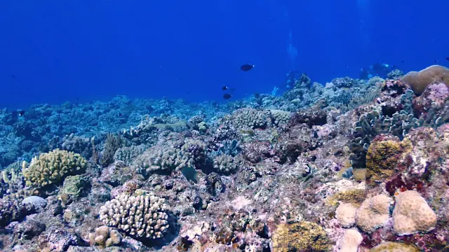 浮潛欣賞海底迷人的珊瑚礁