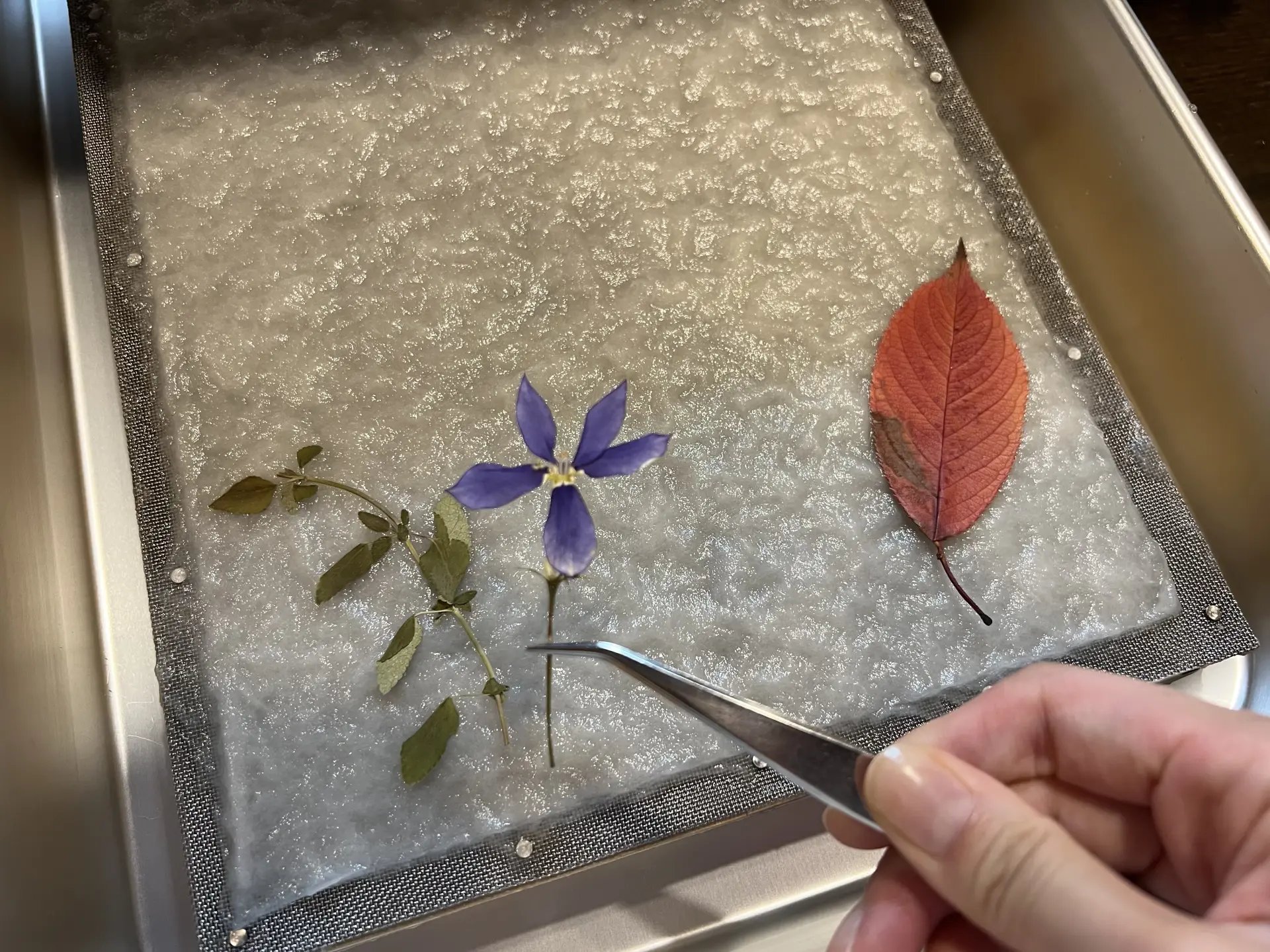 4等分を考え、押し花を置いていく