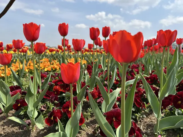 季節の花が虹のように咲き誇る河川敷の花壇