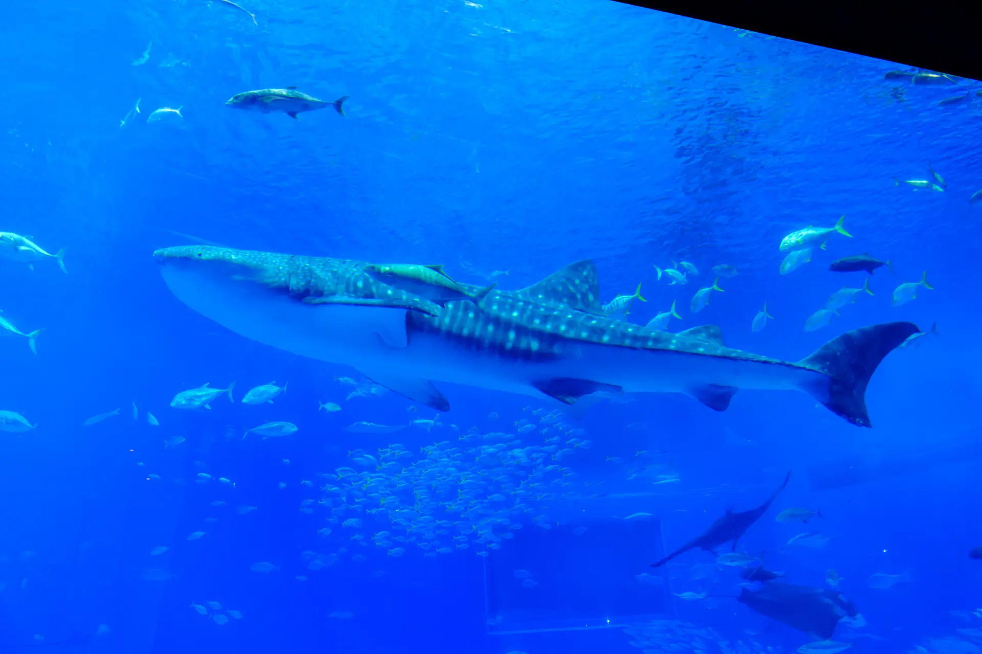 「沖縄美ら海水族館」の魅力を深堀り! いきものたちと海の未来に出会う旅