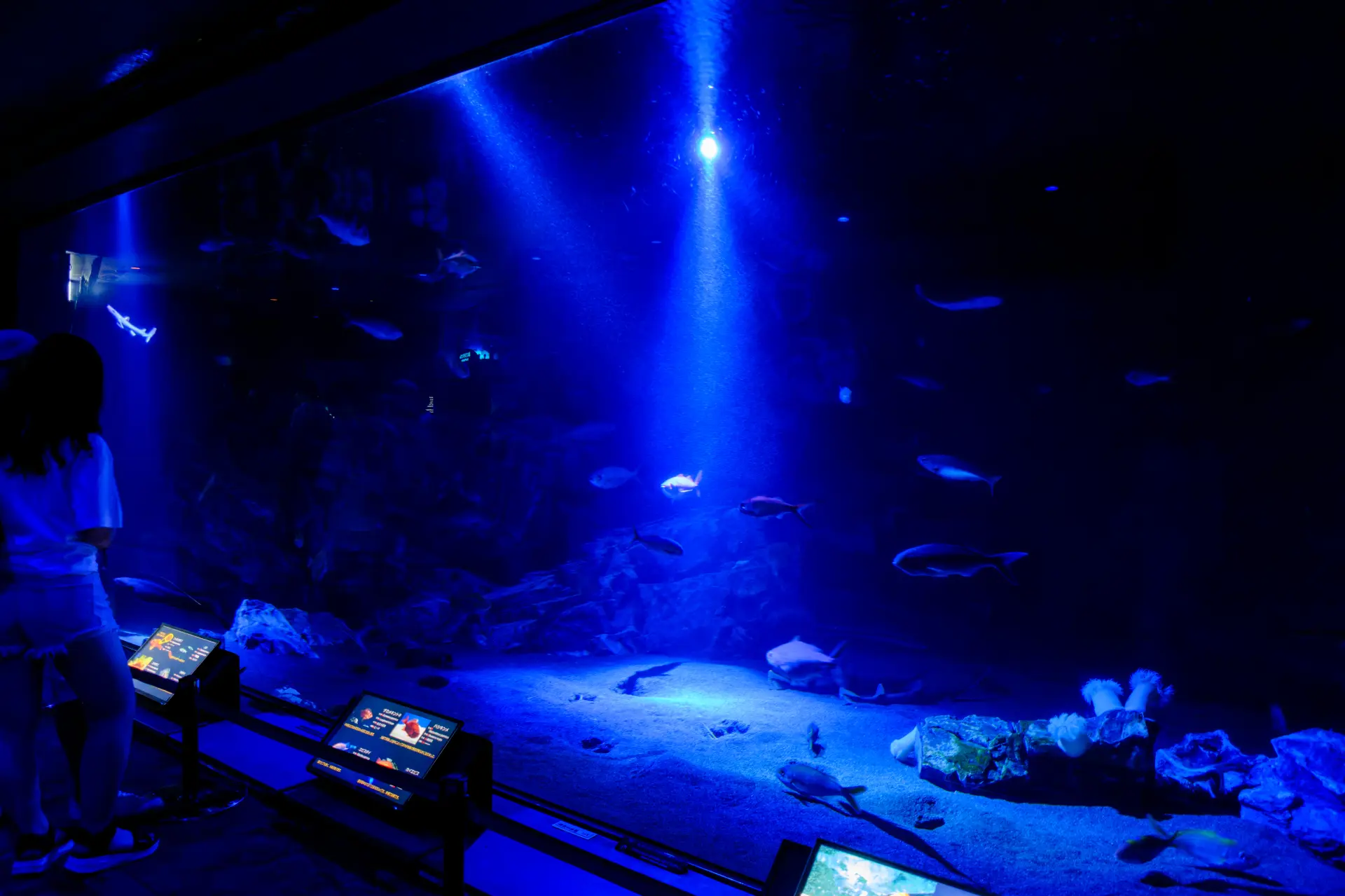 採集や飼育が困難とされる深海生物を約150種展示