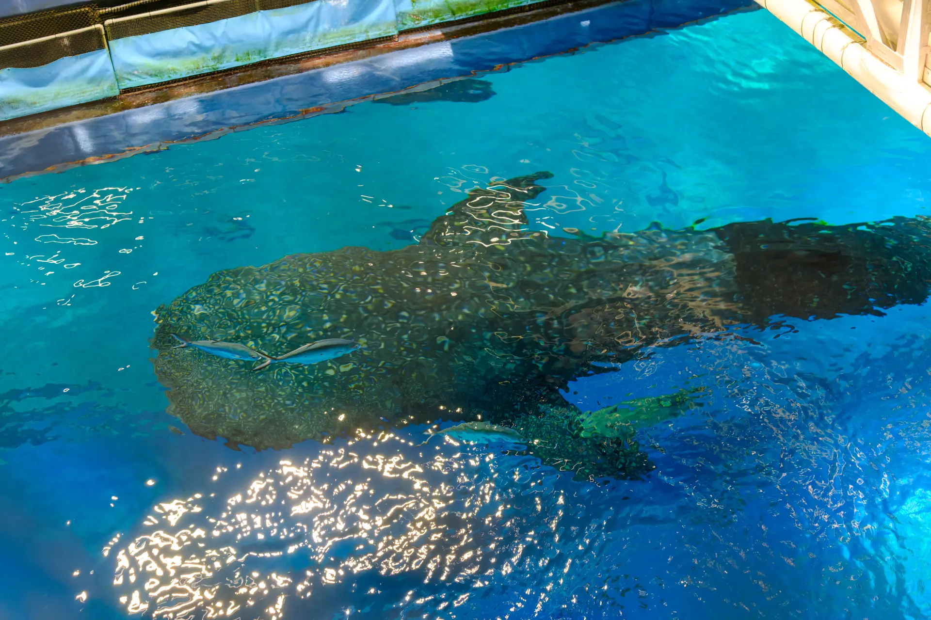 「黒潮探検(水上観覧コース)」なら水槽の上からジンベエザメを眺められる貴重な体験も!