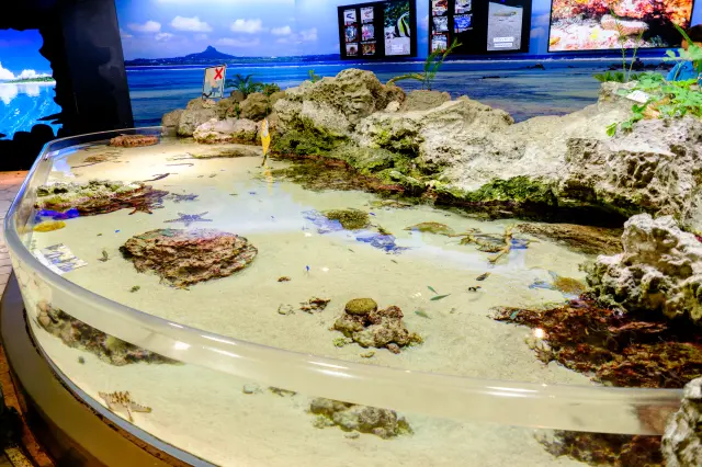 ヒトデやナマコなどイノーのいきものたちを間近で鑑賞できる