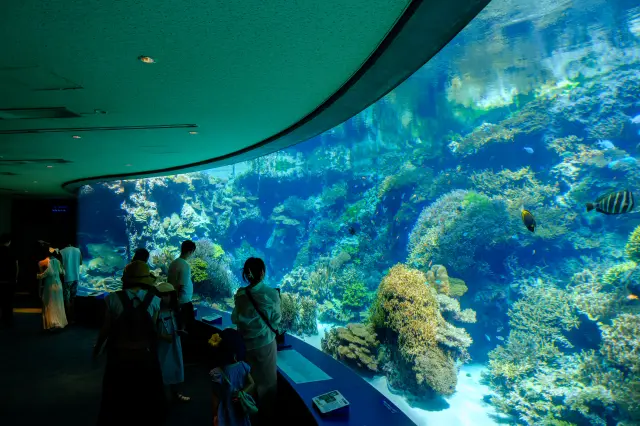 常に目の前の海から新鮮な海水を入れることでサンゴの飼育が可能に
