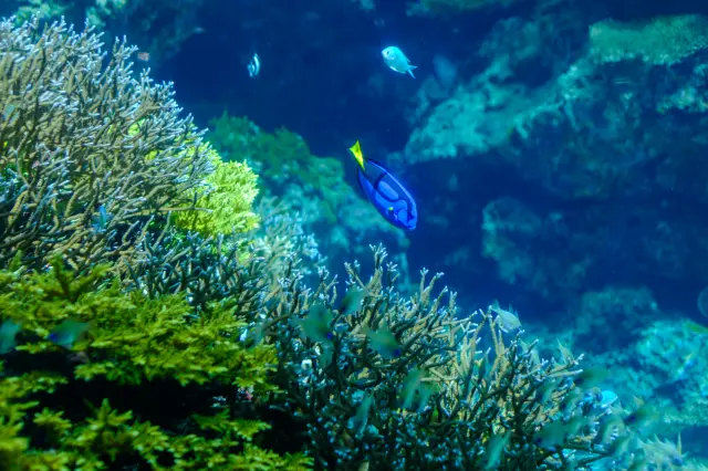 ナンヨウハギなど沖縄らしい魚が優雅に泳ぐ