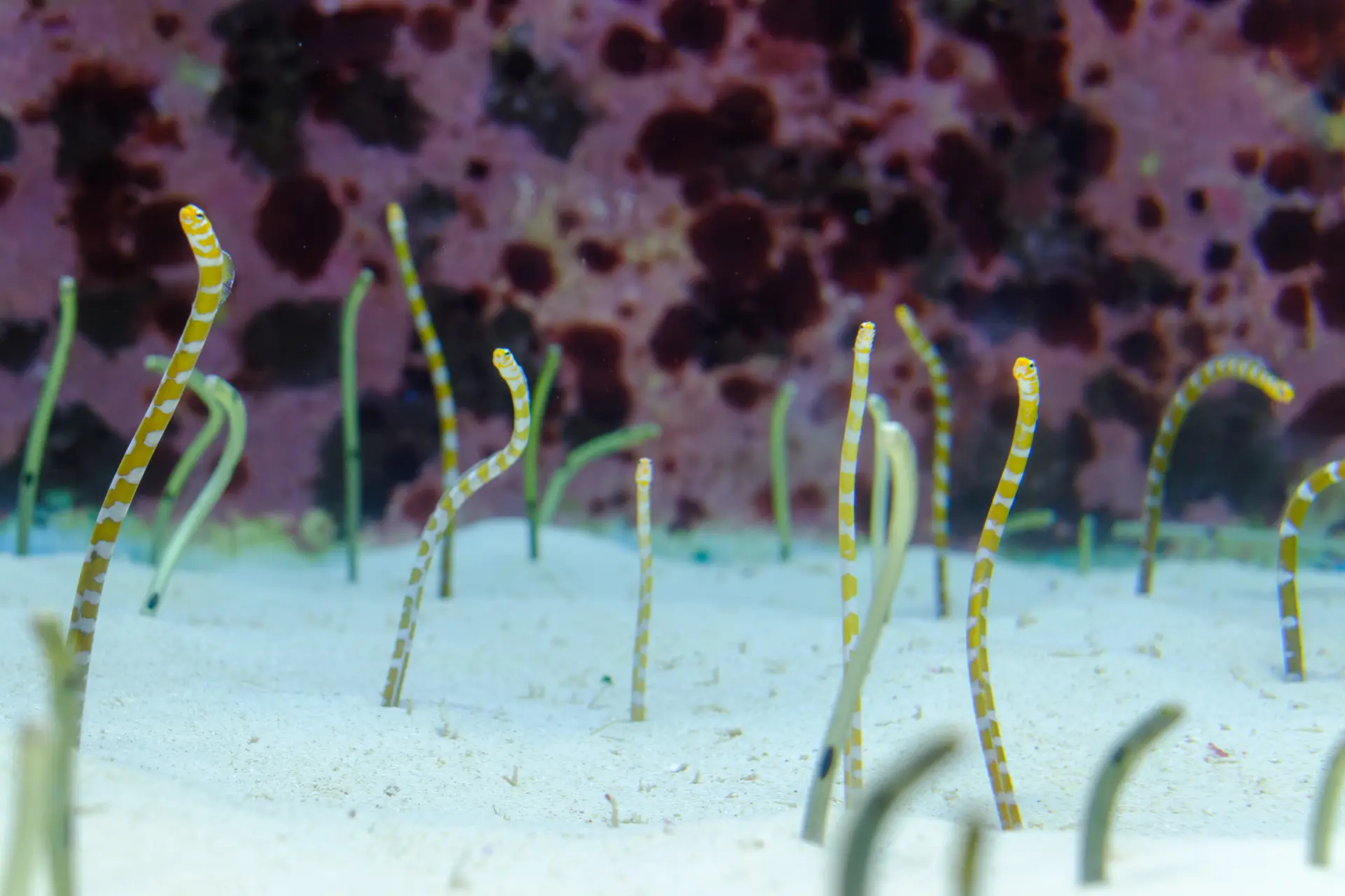 花園鰻和烏賊科的白斑烏賊很受歡迎