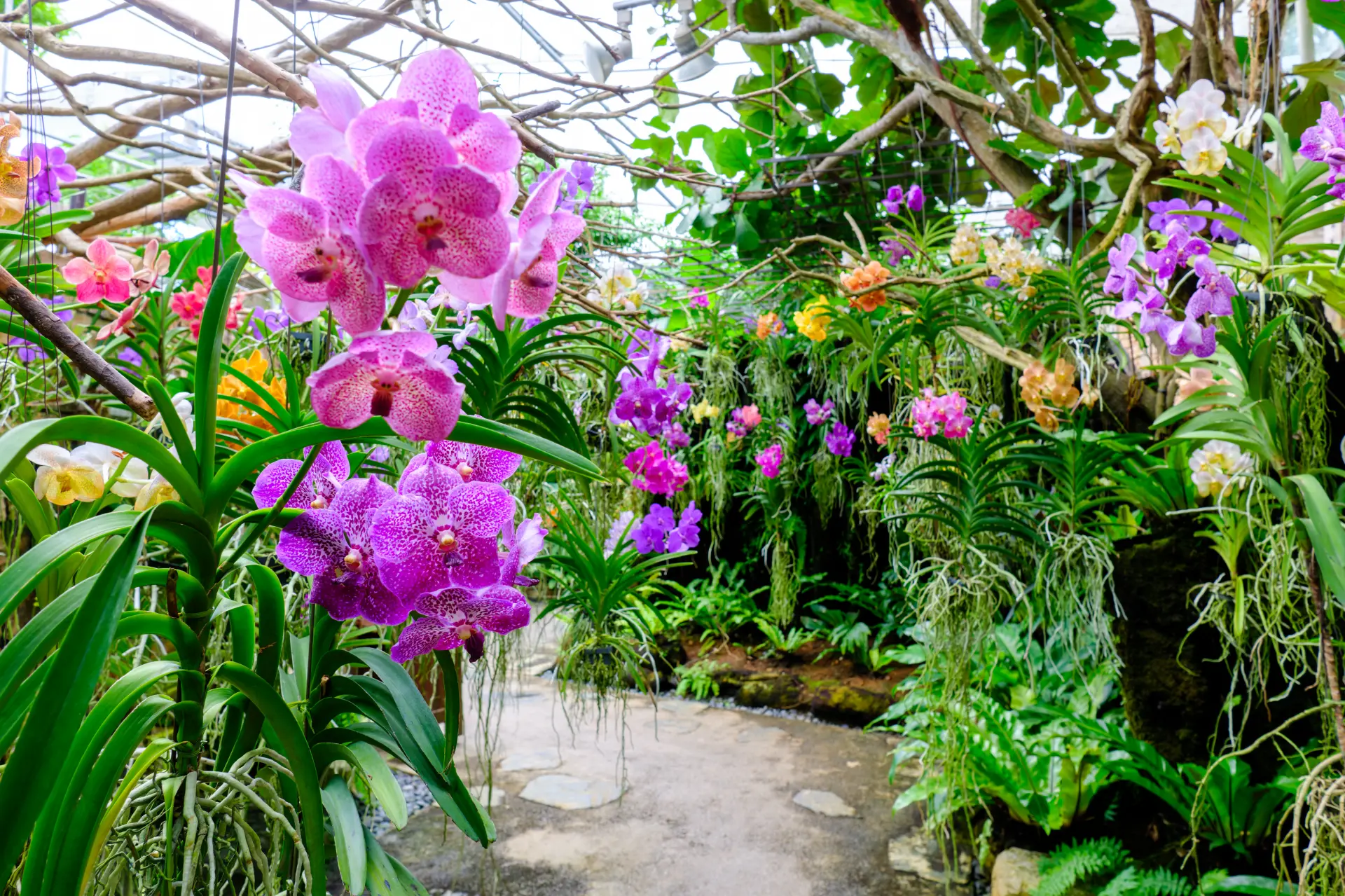 可以欣賞到蝴蝶蘭、萬代蘭、嘉德麗雅蘭等各種蘭花