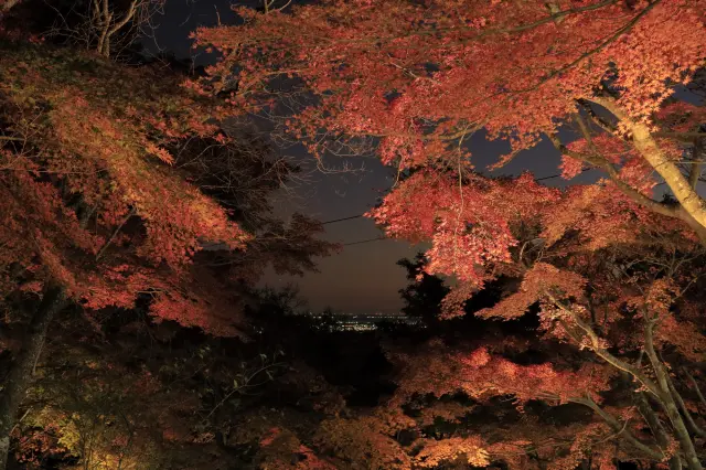 ライトアップされた真っ赤な紅葉