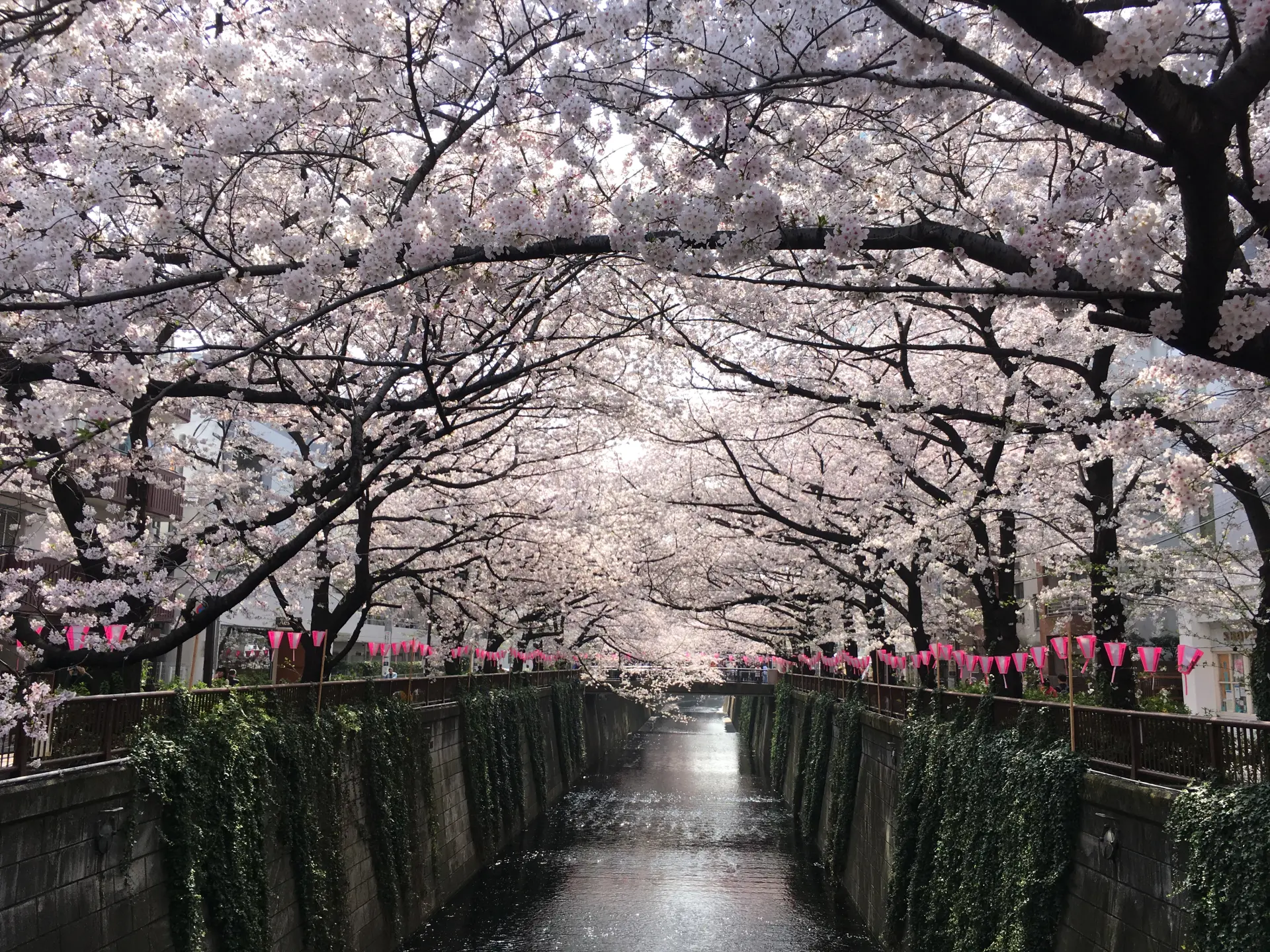 約4kmの桜並木が続く、東京都内の桜の名所