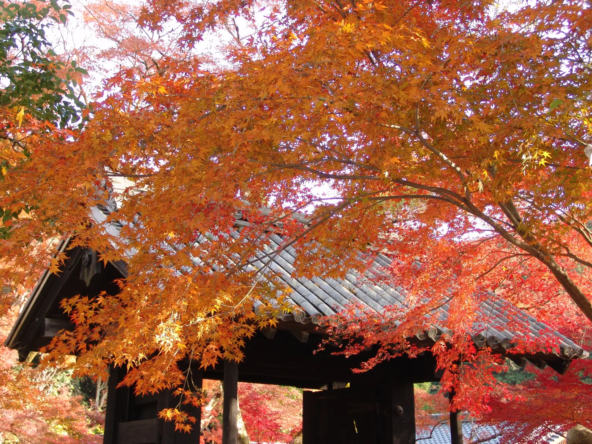 秋月城の大手門だった「黒門」は紅葉が見事