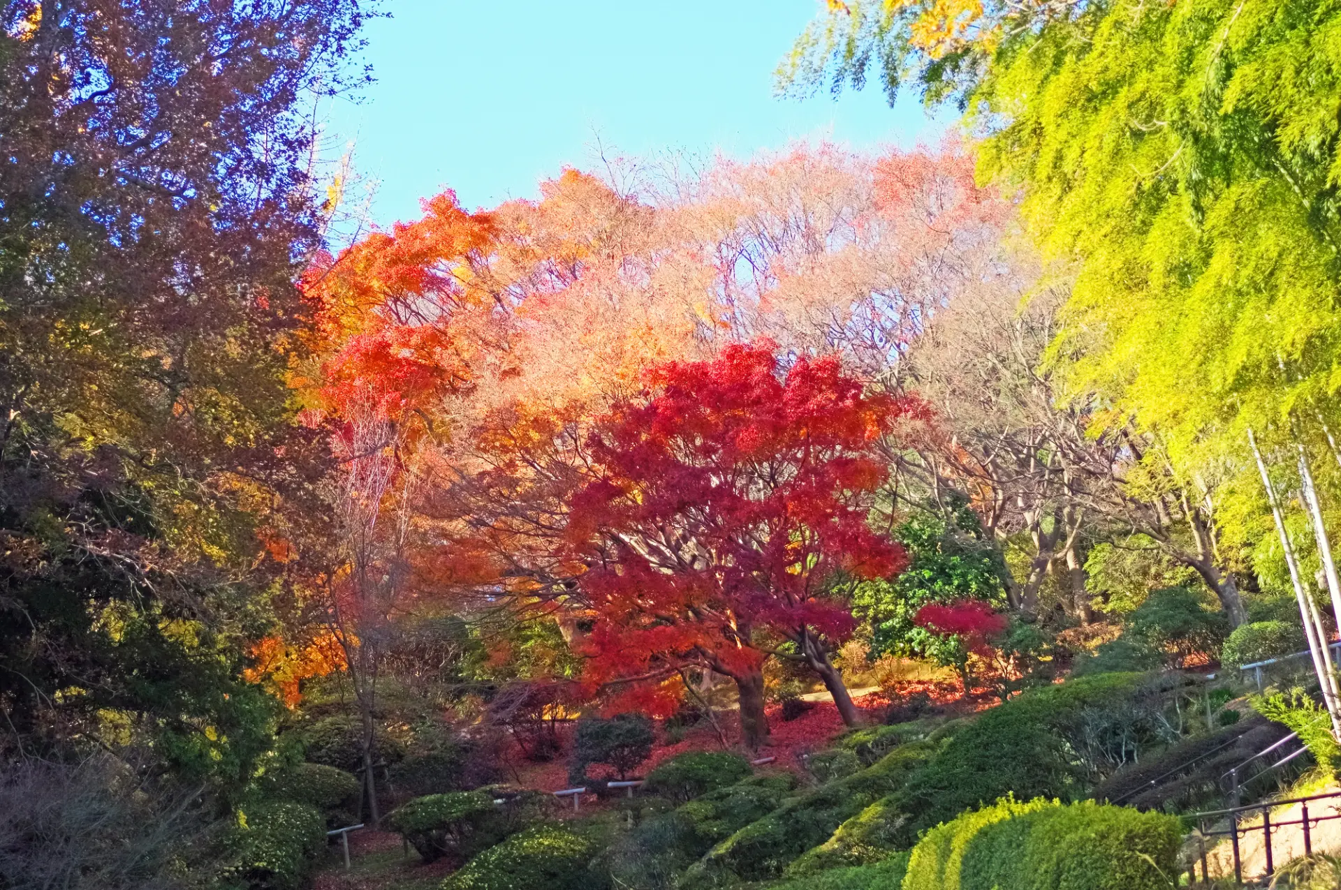 約800本のイロハモミジが色付く北九州市立白野江植物公園