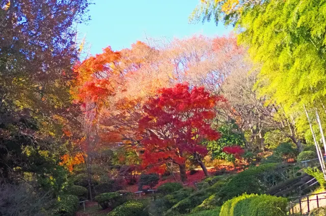 約800本のイロハモミジが色付く北九州市立白野江植物公園