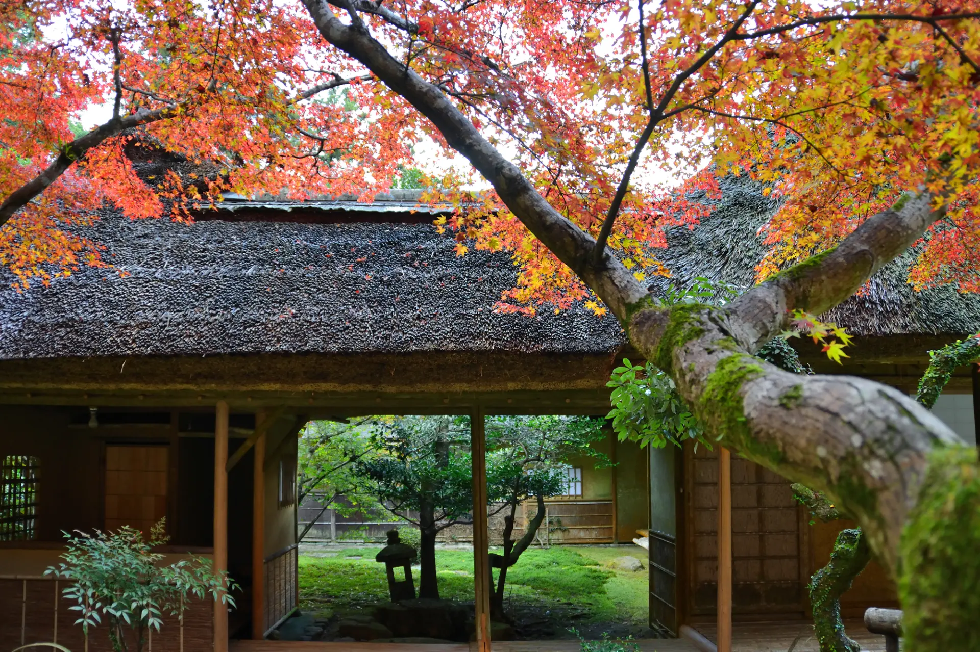 侘び寂びと紅葉の美しさを感じられる九年庵